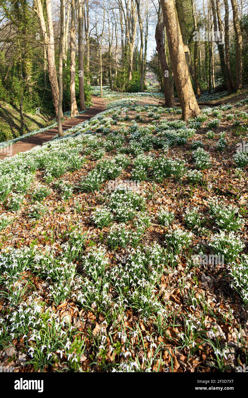 Nevicate in primavera sulle Cotswolds al Painswick Rococo Garden, Painswick, Gloucestershire UK Foto Stock
