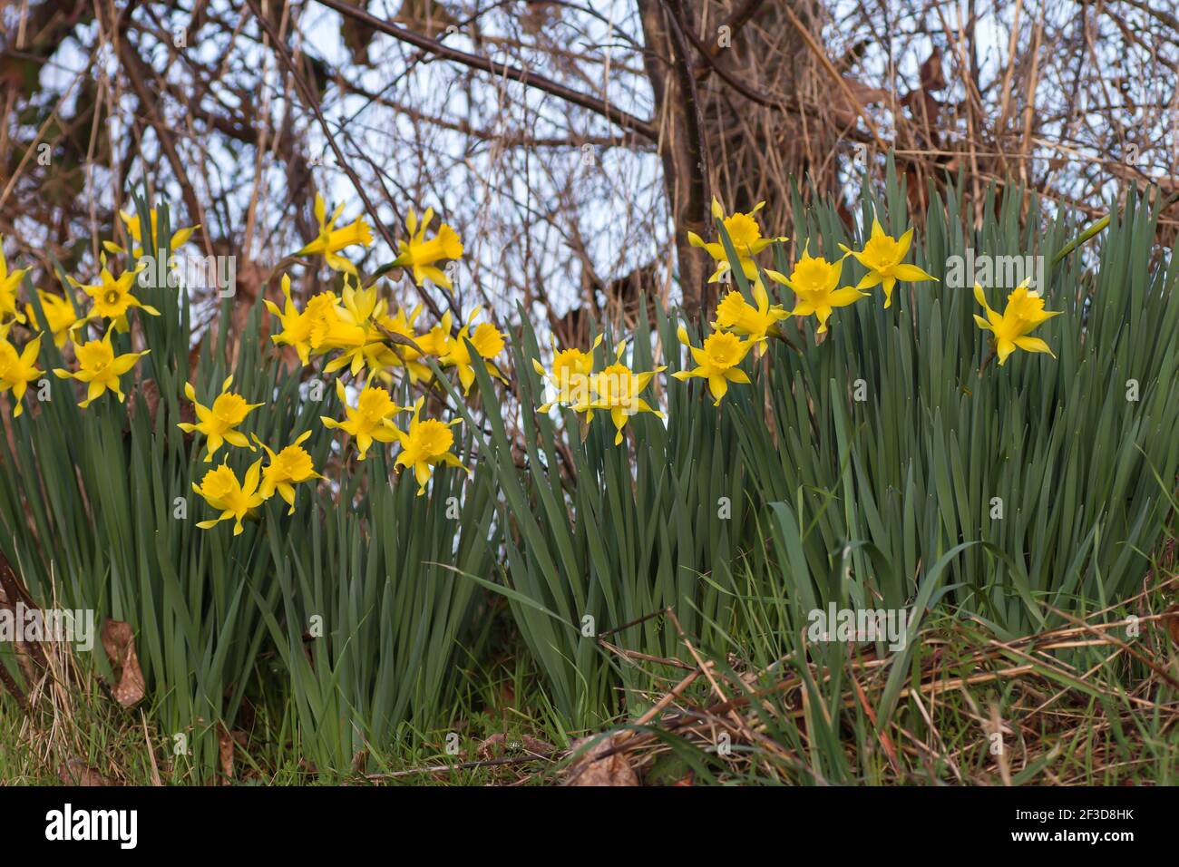 Narcissus hispanicus fiori gialli tromba in fiore in primavera Foto Stock