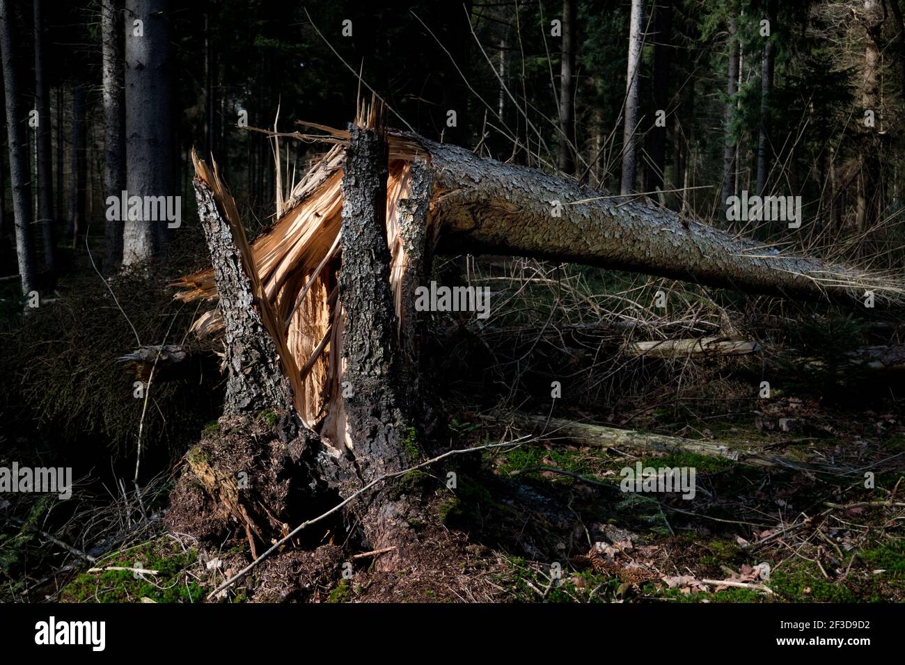 Danni da tempesta: Pino spaccato in una foresta Foto Stock