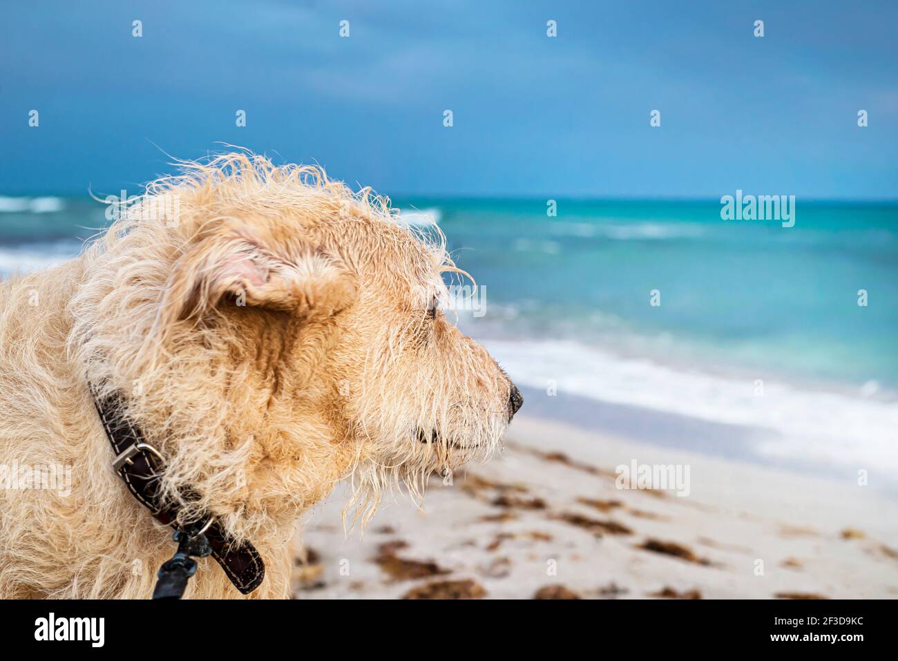 Muso di un cane sulla spiaggia sullo sfondo del mare turchese. Il cane guarda in lontananza nel mare nell'oceano. Foto Stock