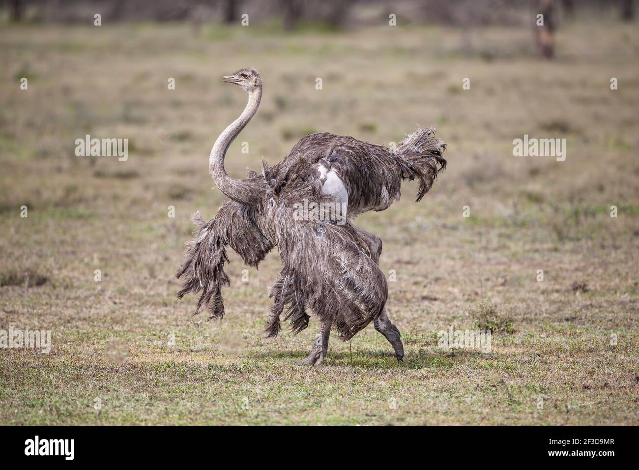 Primo piano profilo di una donna adulta Ostrich Struthio camelus che mostra sulle pianure di Ndutu in Tanzania, Africa Foto Stock