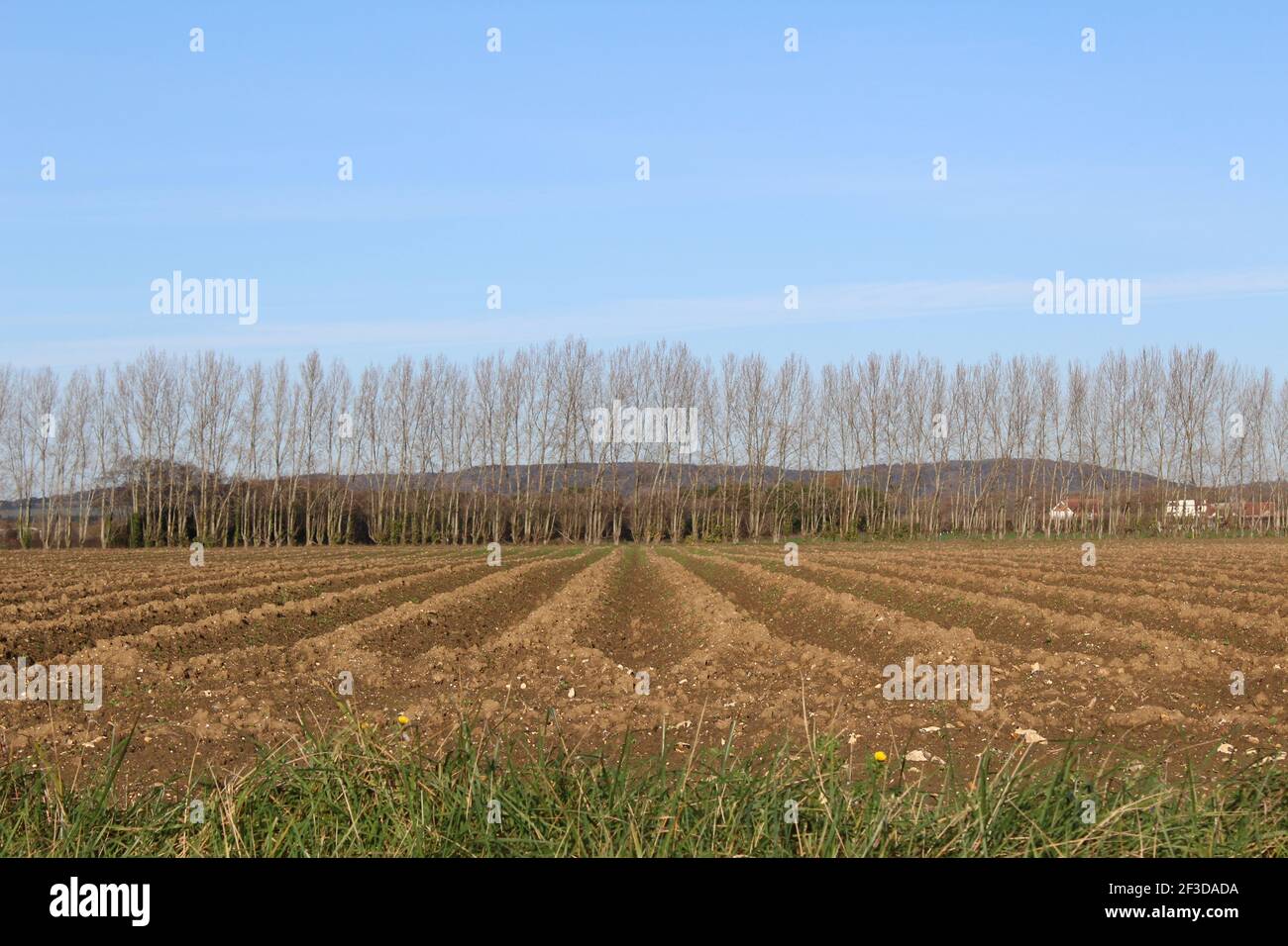 Fila di alberi di Poplar dietro un campo coltivatore arato. Le colline delle Downs Sud possono essere viste in distanza. Spazio di copia cielo blu per aggiungere solo testo. Foto Stock