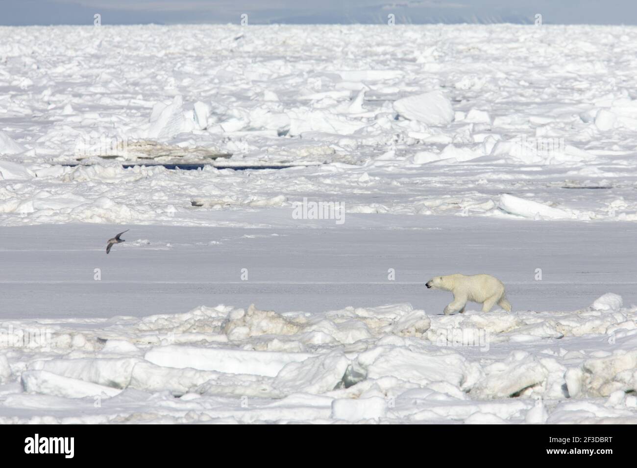 Orso polare - sul mare iceUrsus maritimus Svalbard (Spitsbergen) Norvegia MA001830 Foto Stock