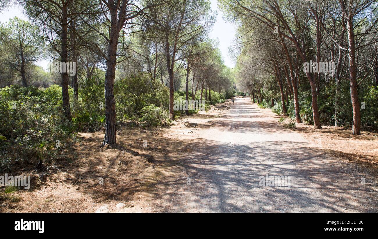 La Foresta di Porto Conte nel parco regionale nazionale, Alghero Sardegna Foto Stock