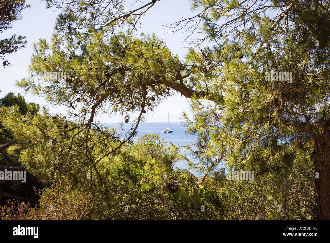 La Foresta di Porto Conte nel parco regionale nazionale, Alghero Sardegna Foto Stock