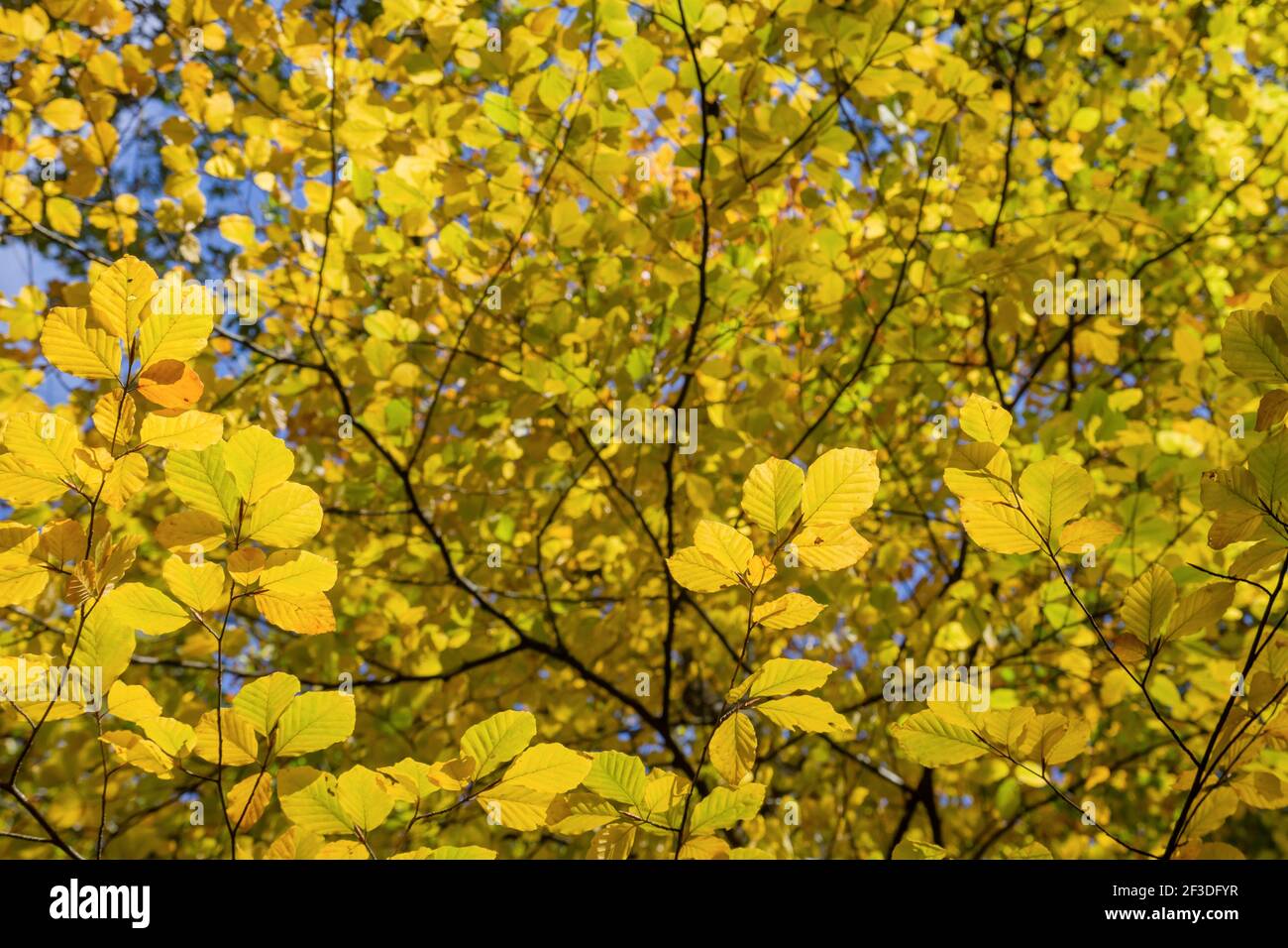 Fagus sylvatica faggeta giallo fogliame autunnale Foto Stock