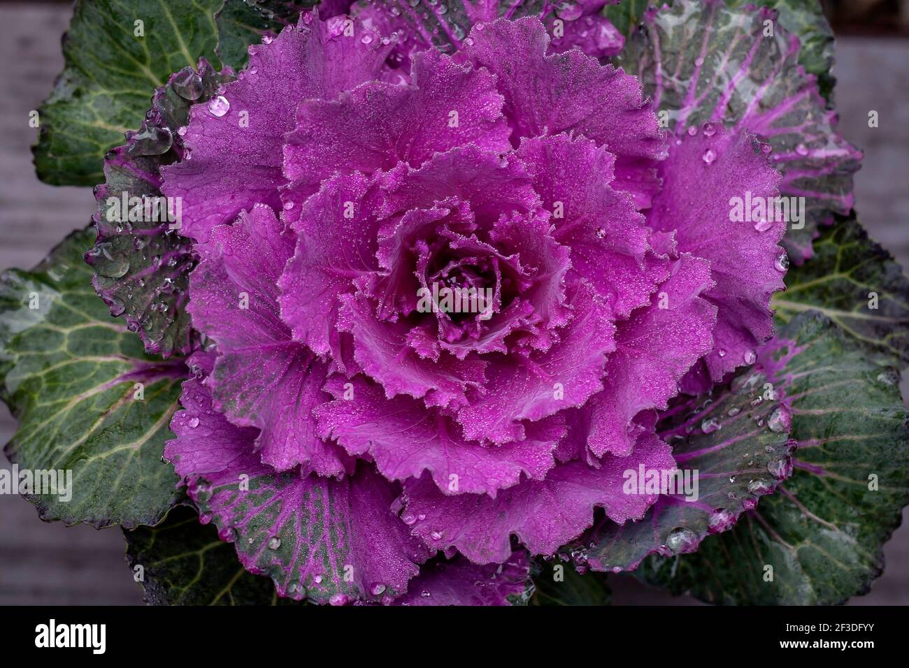 Brassica oleracea, plat ornamentale viola con gocce di rugiada, vista dall'alto Foto Stock