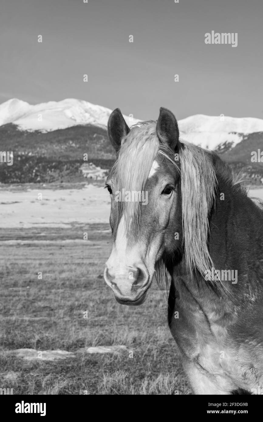 USA, Colorado, Westcliffe, Music Meadows Ranch. Tiri cavallo di razza (Halflinger) con Montagne Rocciose in lontananza. B&N. Foto Stock
