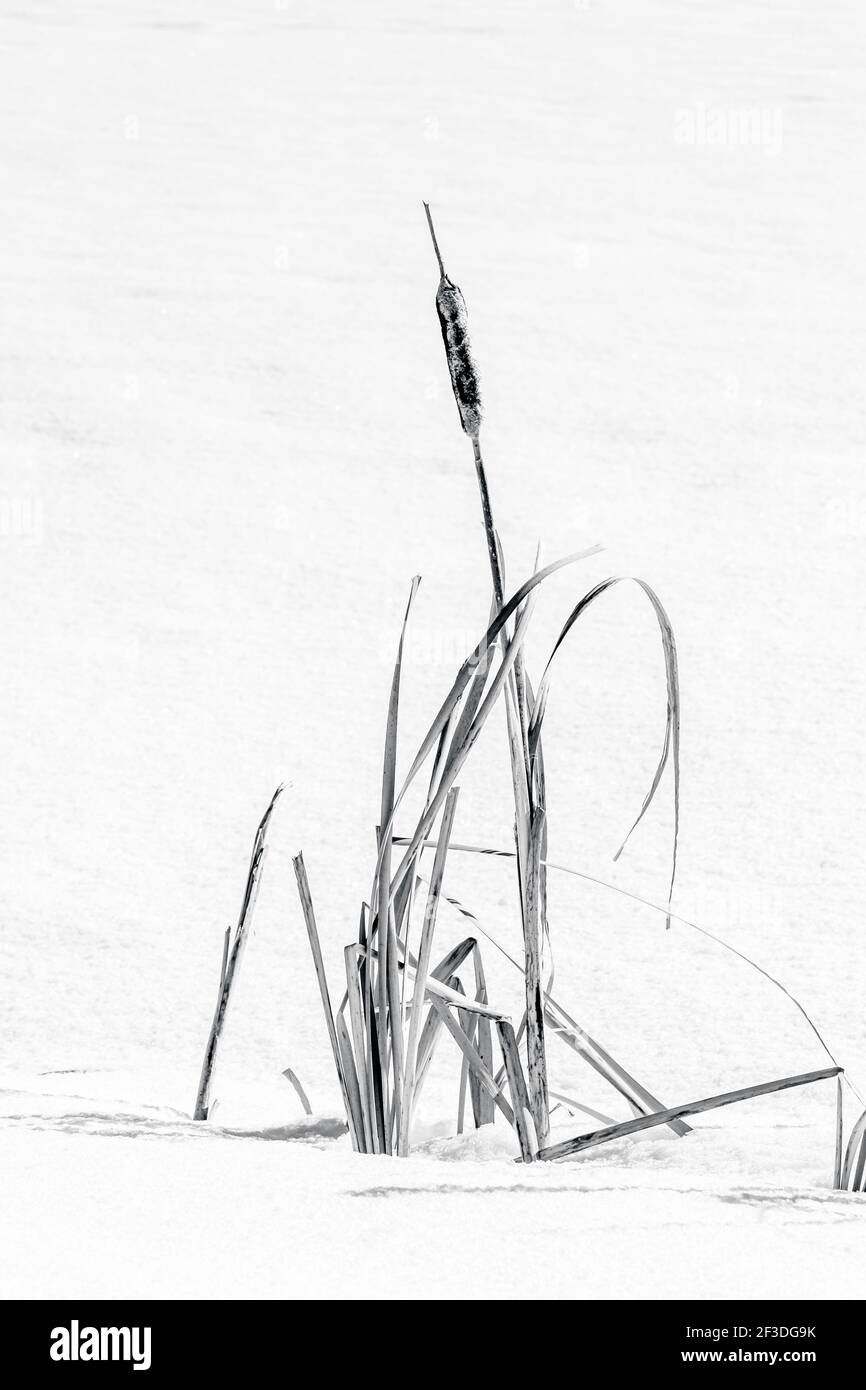 Precipitare nella neve, cattail che si snodano dalla neve in un paesaggio invernale Foto Stock