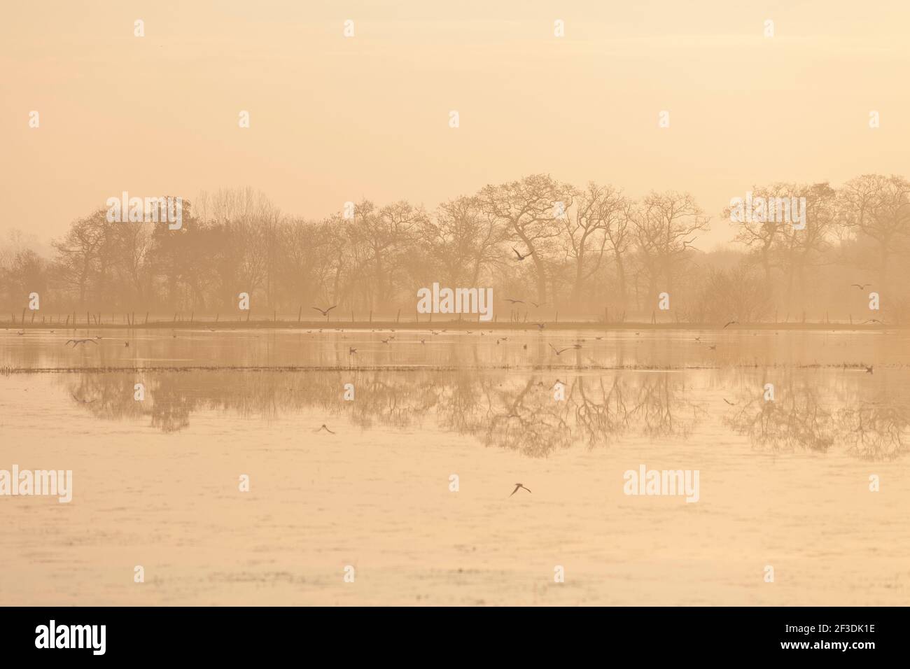 Palude allagata - Marais du Cotentin et du Bessin in inverno, Normandia Francia Foto Stock