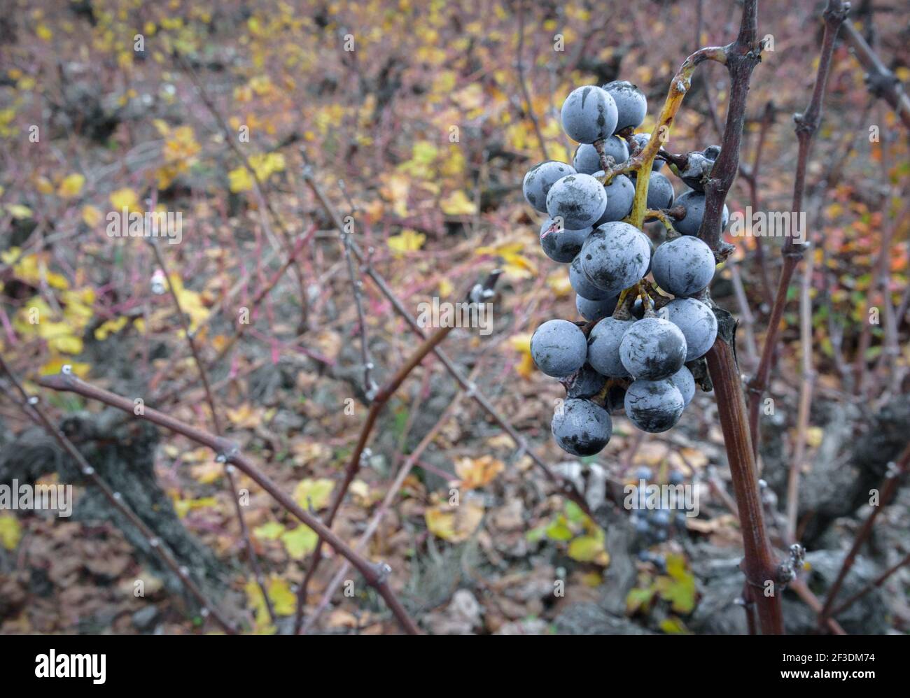 Mazzo di uve nere lasciate sulla pianta in un vigneto dopo la vendemmia in autunno, con sfondo fuori fuoco e spazio di copia Foto Stock