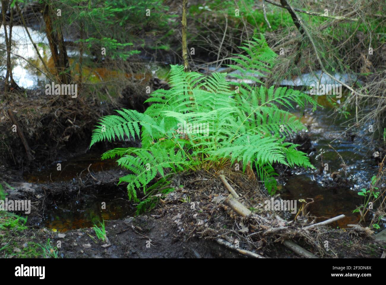 Foresta fiume, , fiume, foresta, foresta verde, erba di foresta, feln Foto Stock