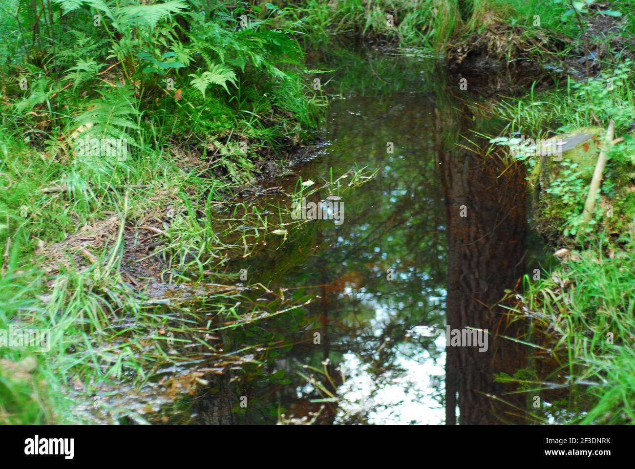 Foresta fiume, , fiume, foresta, foresta verde, erba di foresta, feln Foto Stock