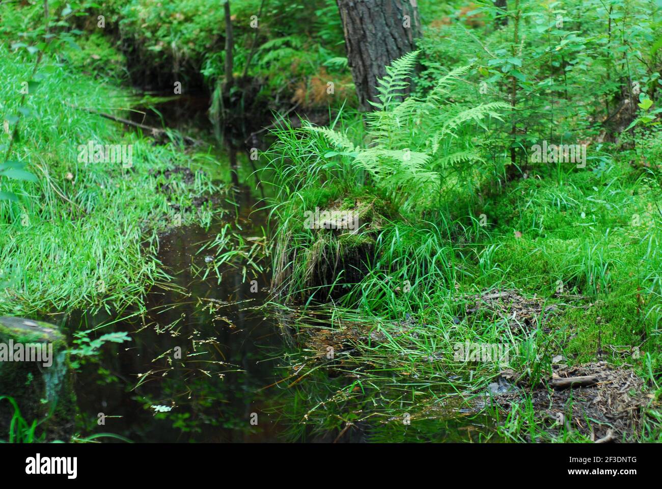 Foresta fiume, , fiume, foresta, foresta verde, erba di foresta, feln Foto Stock