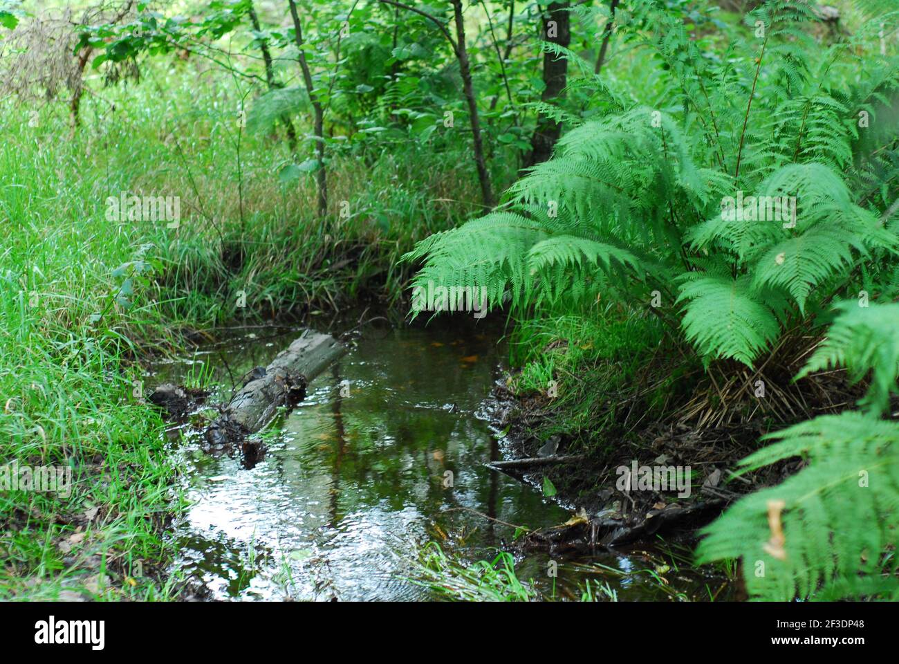 Foresta fiume, , fiume, foresta, foresta verde, erba di foresta, feln Foto Stock