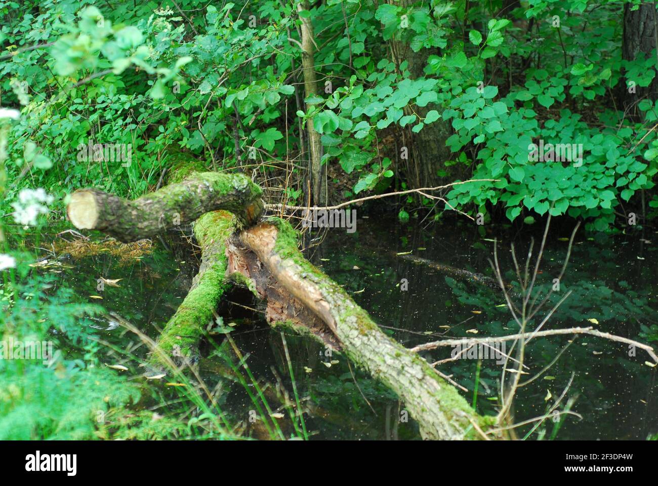 Foresta fiume, , fiume, foresta, foresta verde, erba di foresta, feln Foto Stock