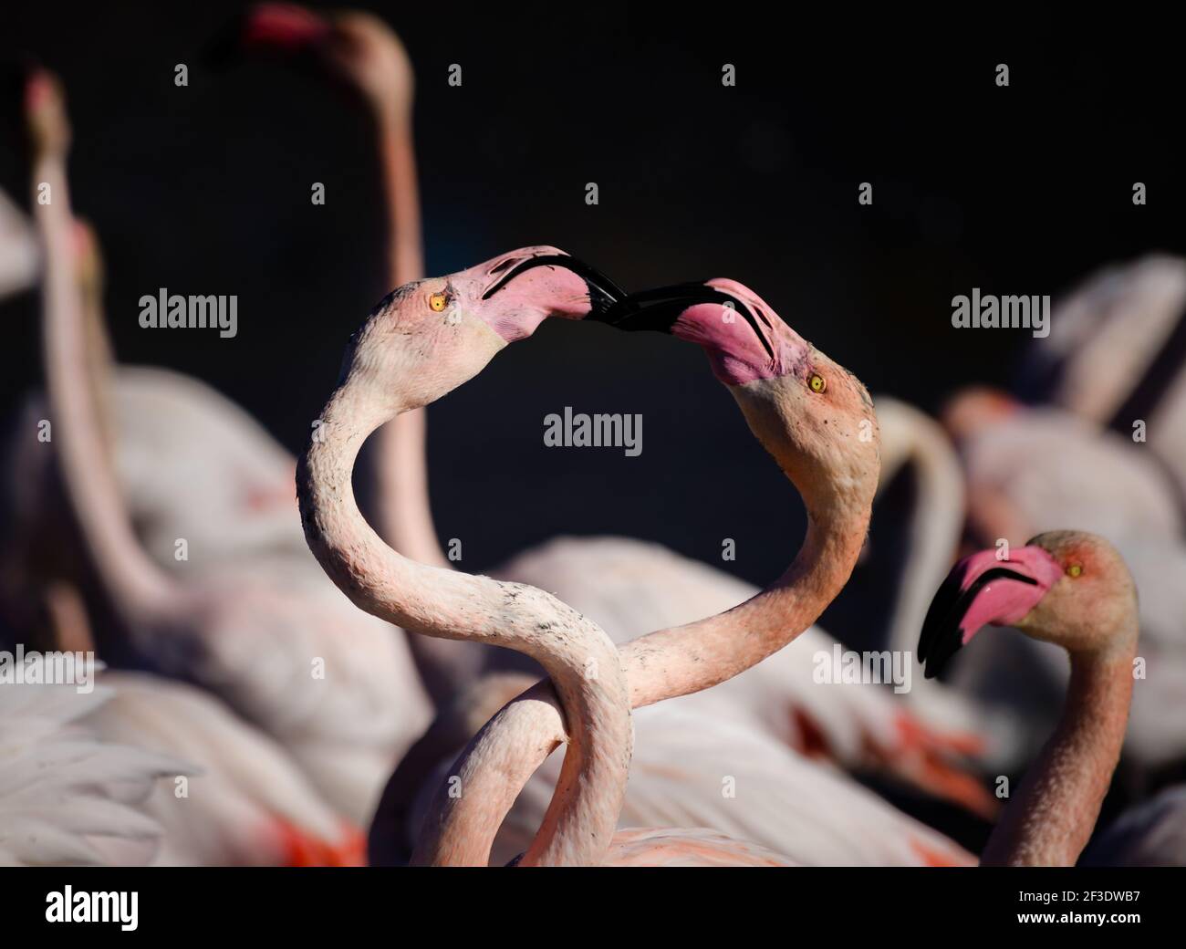 Primo piano di un paio di fenicotteri bianchi con la testa insieme a forma di cuore. Uccelli acquatici sul lago. Messa a fuoco selettiva. Foto Stock