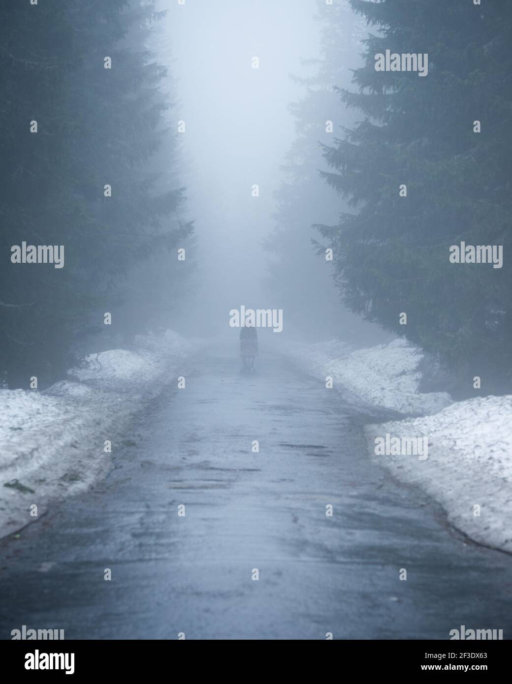 Persona non identificabile che cammina su strada asfaltata bagnata attraverso la foresta invernale. Nevicate sui lati della strada. La nebbia densa completa l'atmosfera mistica. Foto Stock