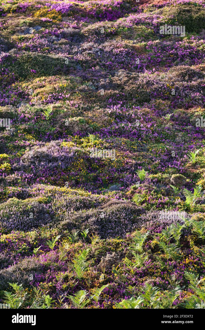 Brughiera in fiore nella calda luce serale sull'altopiano di Cap Frehel. Foto Stock