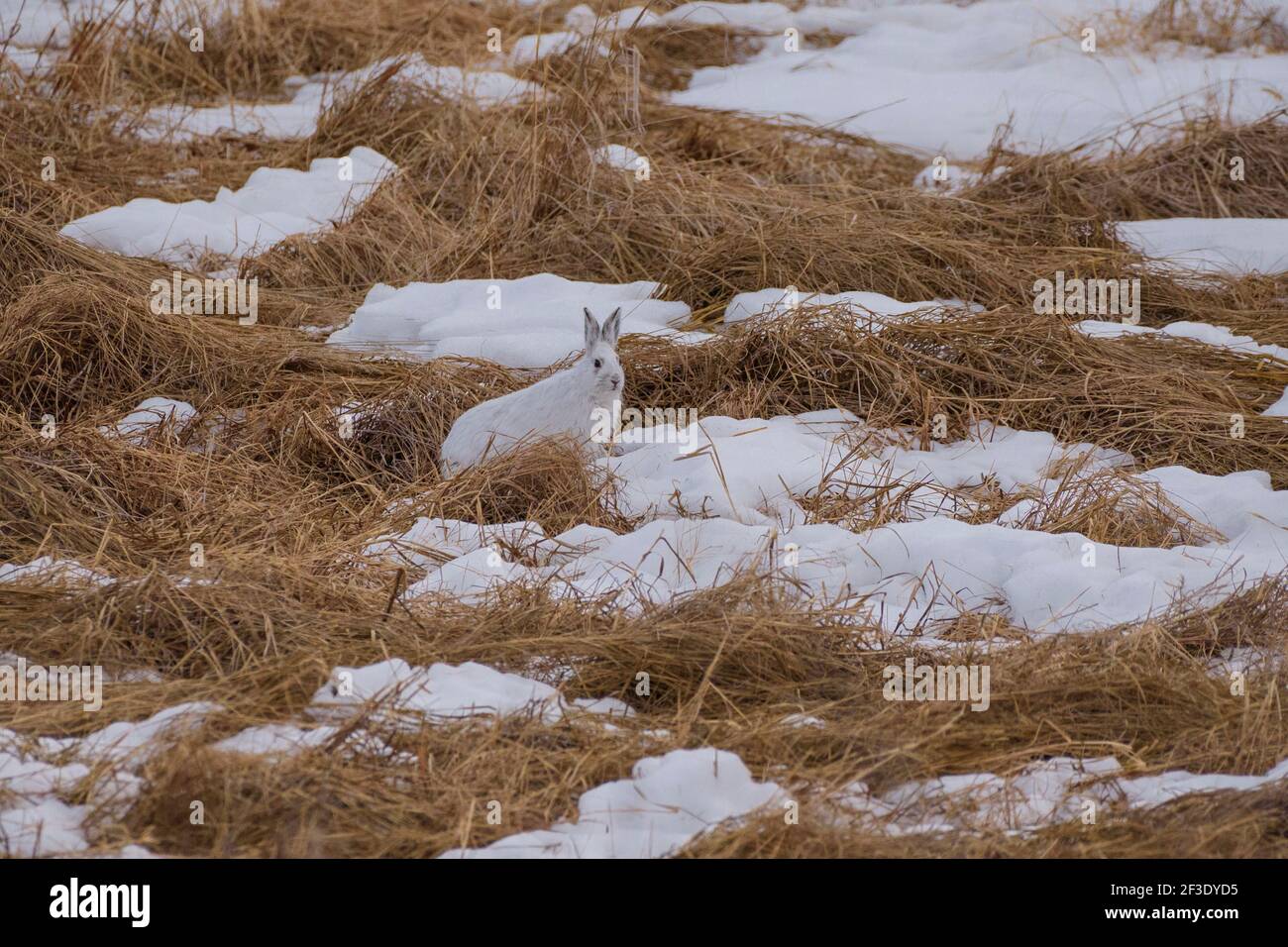 Ciaspole Lepre (Lepus americanus) in inverno, Elk Island National Park, Alberta, Canada Foto Stock