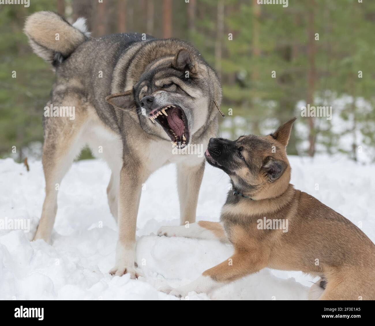 Un cucciolo di Laika della Siberia orientale e Laika della Siberia occidentale che giocano in foresta innevata Foto Stock