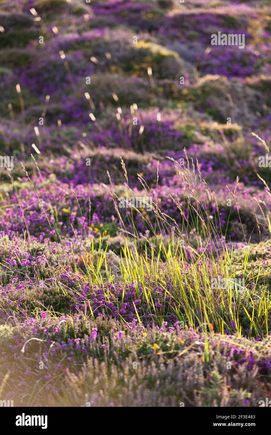 Erba e brughiera fiorita nella calda luce serale sull'altopiano di Cap Frehel, Bretagna, Francia. Foto Stock