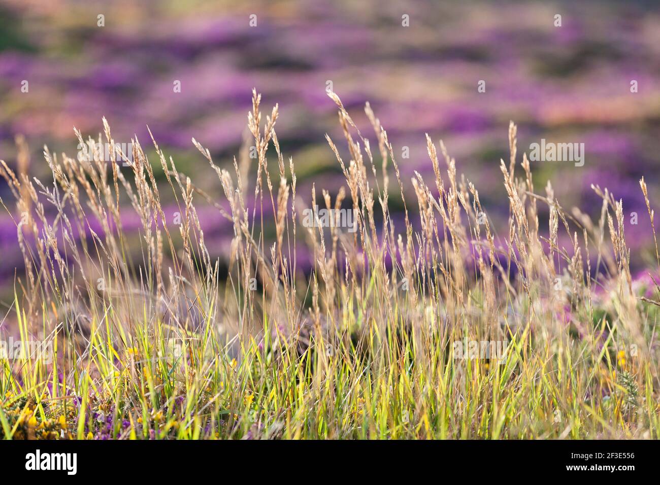 Erba e brughiera fiorita nella calda luce serale sull'altopiano di Cap Frehel, Bretagna, Francia. Foto Stock
