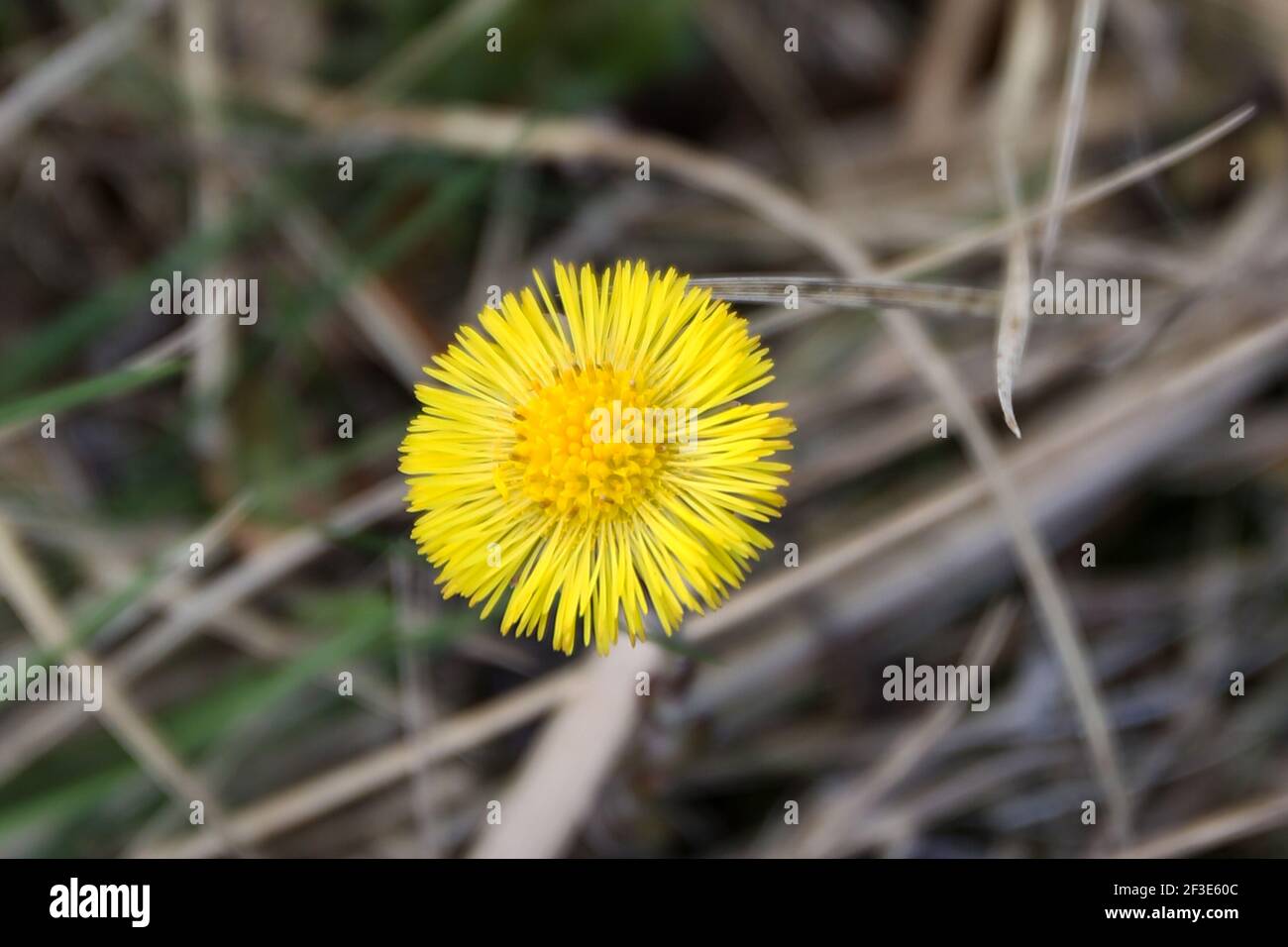 Colsfoot in primavera Foto Stock