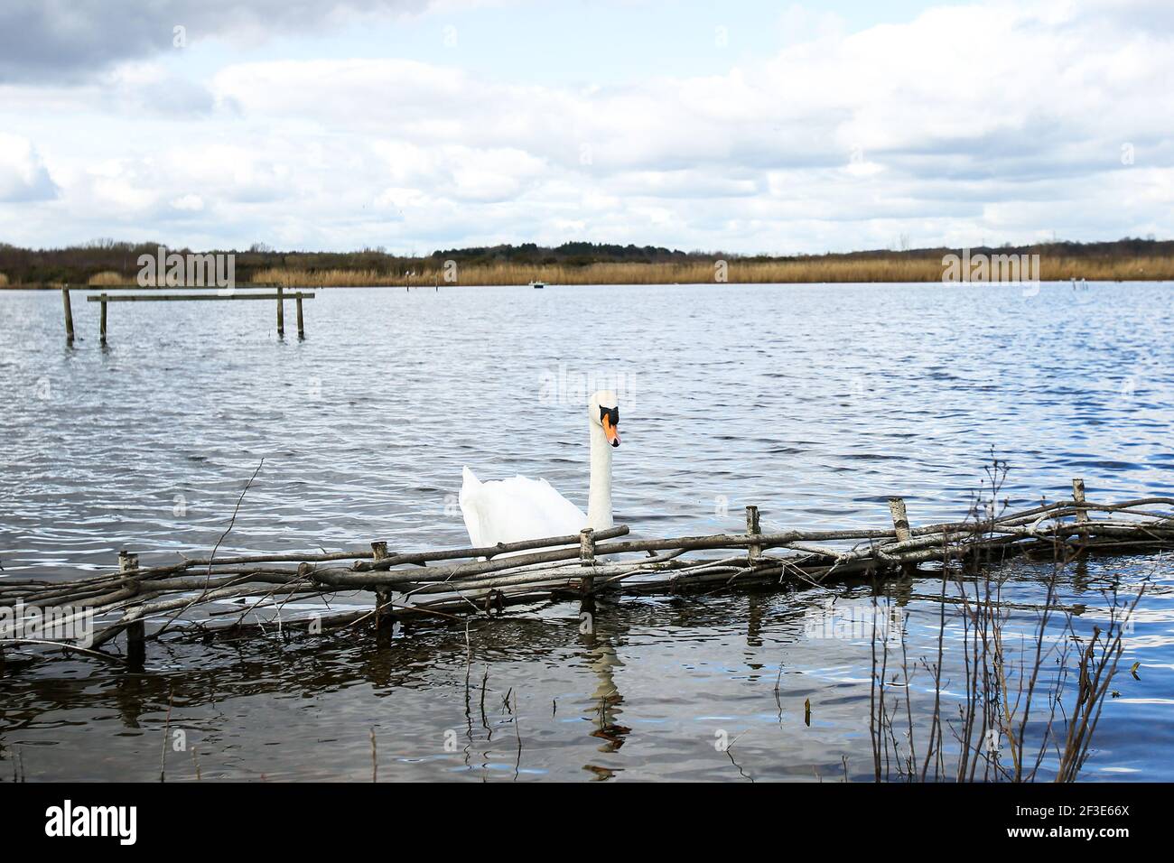 Mute Swan sull'acqua presso la riserva naturale di St Aidan, nello Yorkshire Foto Stock