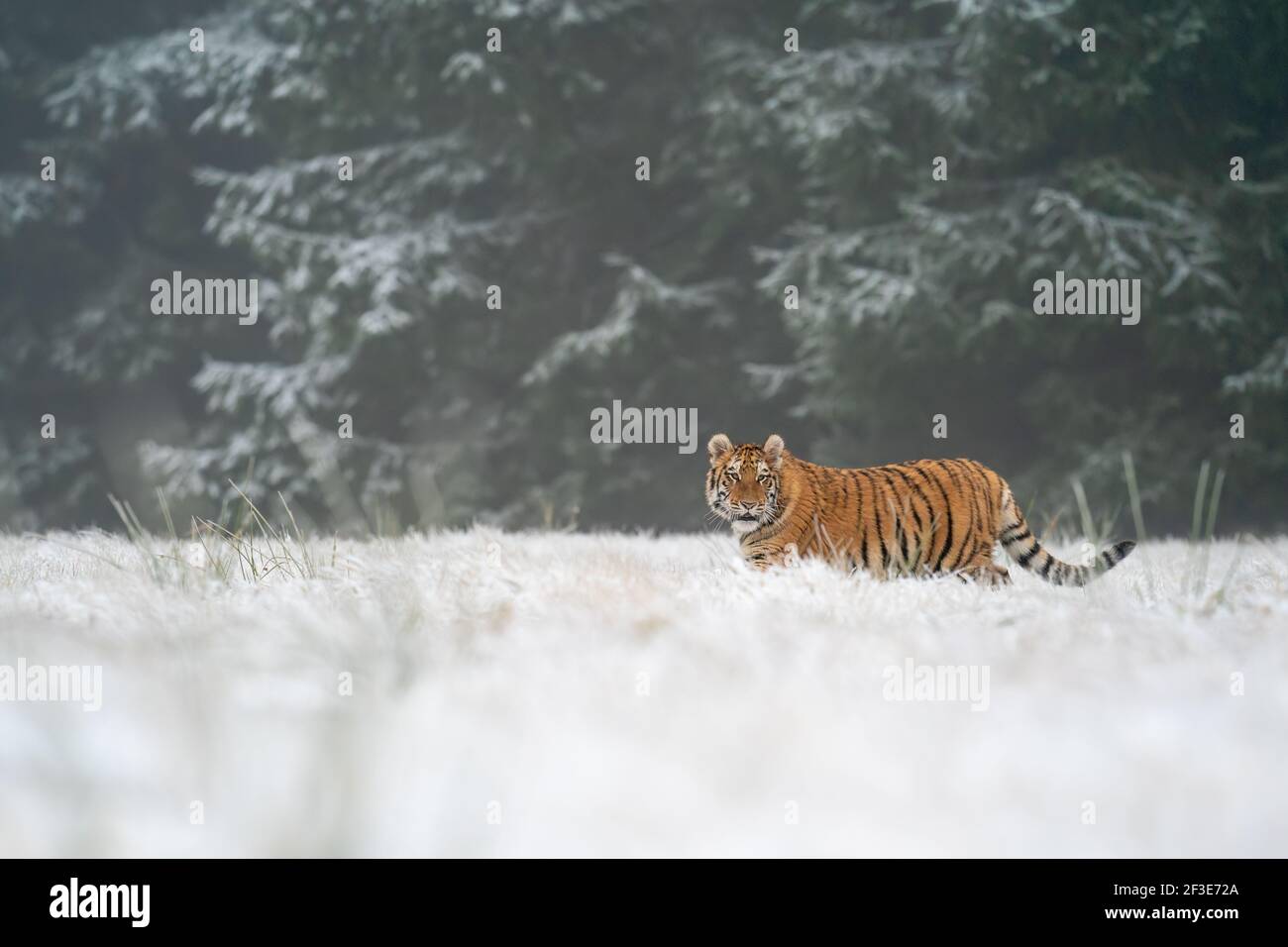 Tigerwalking siberiano su erba innevata prima della foresta Panthera tigris altaica. Una bestia pericolosa nel suo habitat naturale. Foto Stock