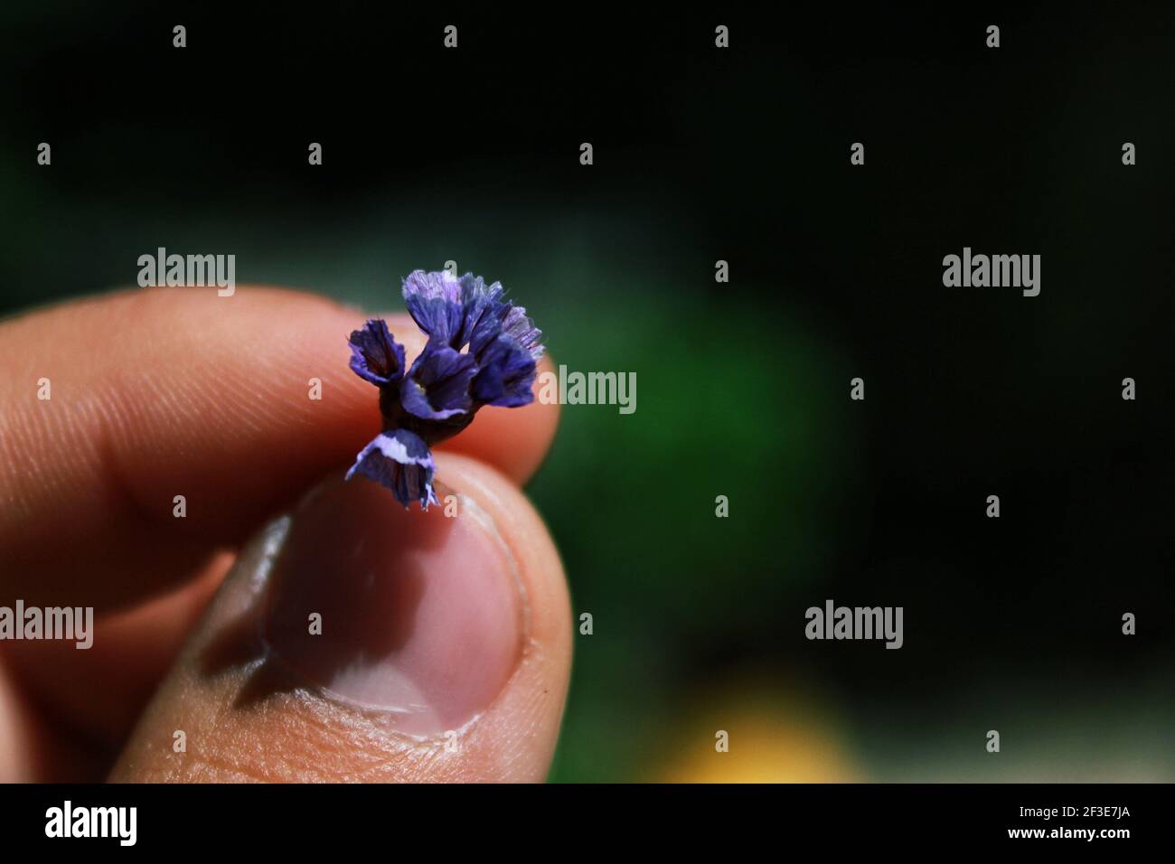 Primo piano foto di fiori colorati Foto Stock