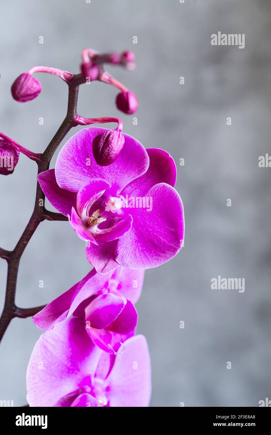 Porpora orchidea fiore falaenopsis, falaenopsis o falah su uno sfondo grigio. Orchidee farfalla. Fiori e fiori di orchidea viola. Falenopsis rosa Foto Stock