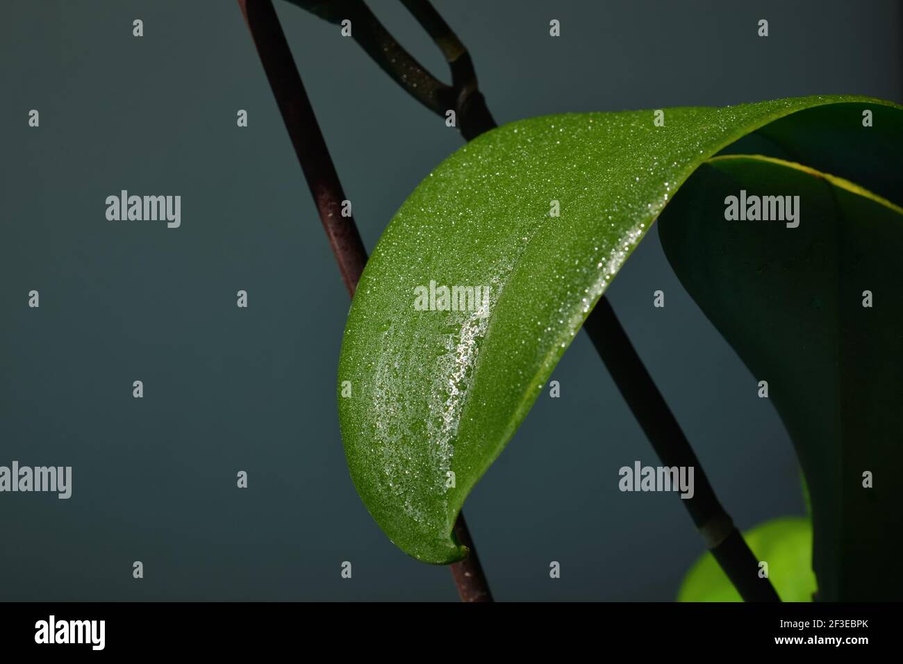 Una bella foglia di orchidea verde inumidita con acqua di rugiada a casa. Primo piano e spazio di copia per la progettazione o il testo Foto Stock