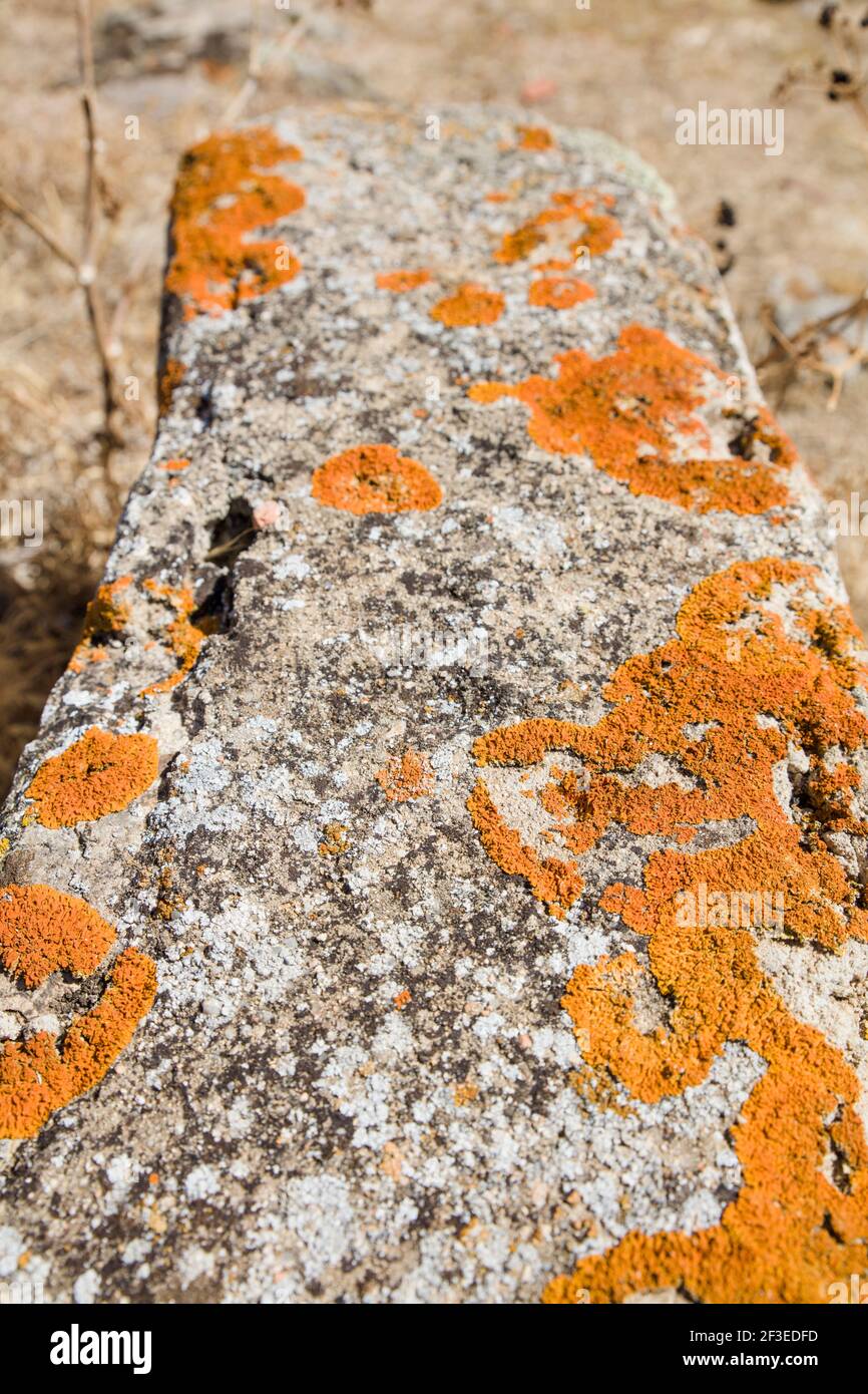 Lichene arancione che cresce su un muro Foto Stock