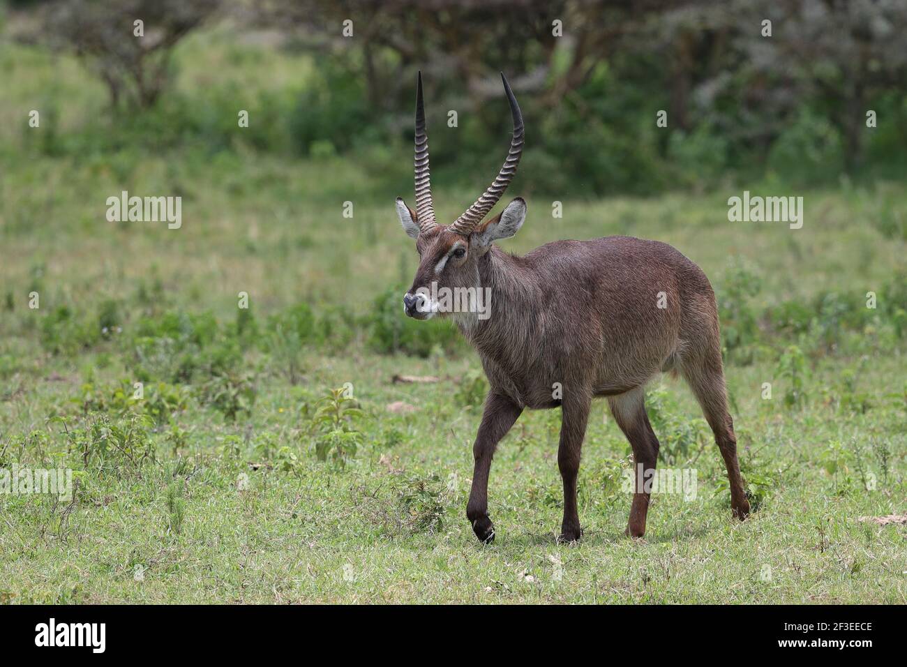Il waterbuck è una grande antilope trovato ampiamente in Africa sub-sahariana. Esso è disposto in genere Kobus della famiglia bovidi. Foto Stock