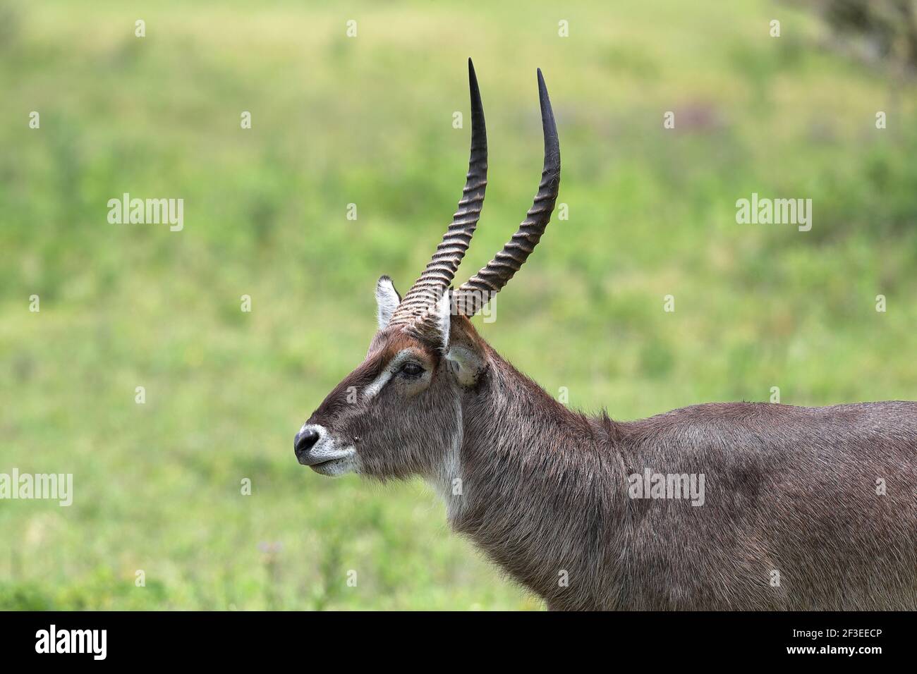 Il waterbuck è una grande antilope trovato ampiamente in Africa sub-sahariana. Esso è disposto in genere Kobus della famiglia bovidi. Foto Stock