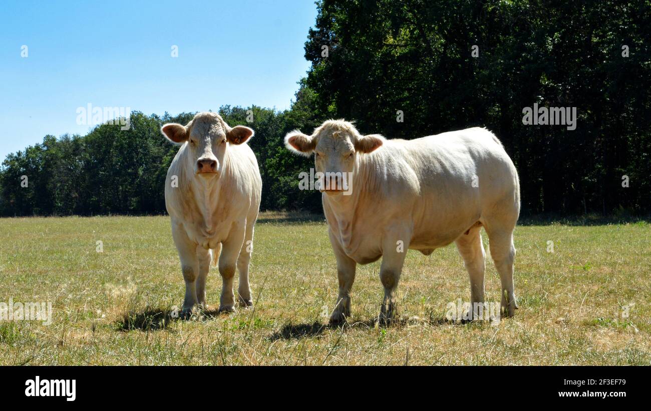 mandria di mucca di charolais in campagna Foto Stock