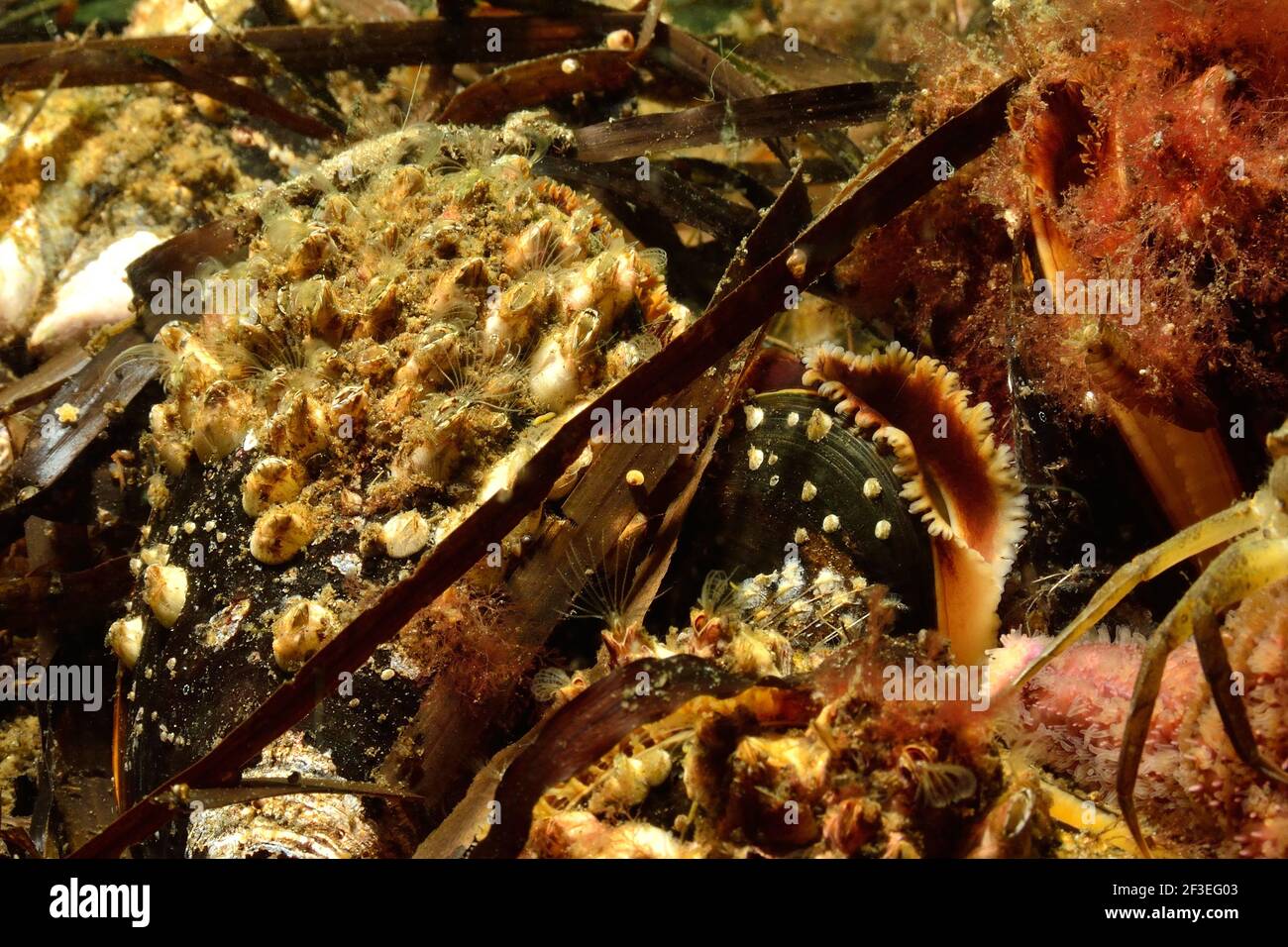 Eckernförde, Balanus crenatus auf Mytilus edulis, Gecurbte Seepocke auf Miesmuschel, acorno barnacle su musselDeutschland comune, germania, Ostsee, balt Foto Stock