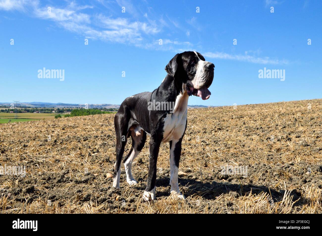 Un bellissimo Alano cane in campagna. Foto Stock