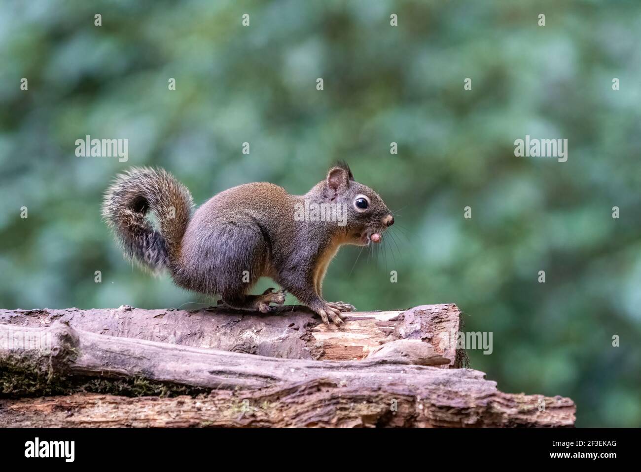 Issaquah, Washington, Stati Uniti. Douglas Squirrel mangiare una arachidi, comportandosi sorpreso. Conosciuto anche come Chickaree, cicoria e scoiattolo di pino. Foto Stock