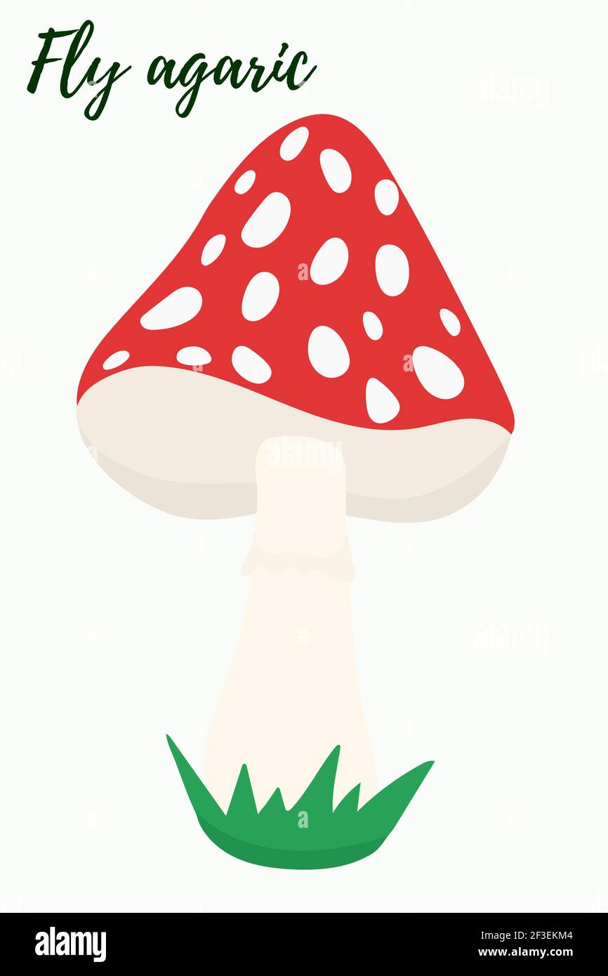 Amanita, illustrazione. Vettore, fungo velenoso rosso Fly agarico Illustrazione Vettoriale