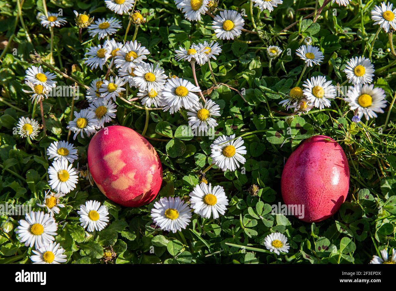 Uova colorate tra margherite nel giardino. Che la caccia al tesoro di Pasqua abbia inizio Foto Stock