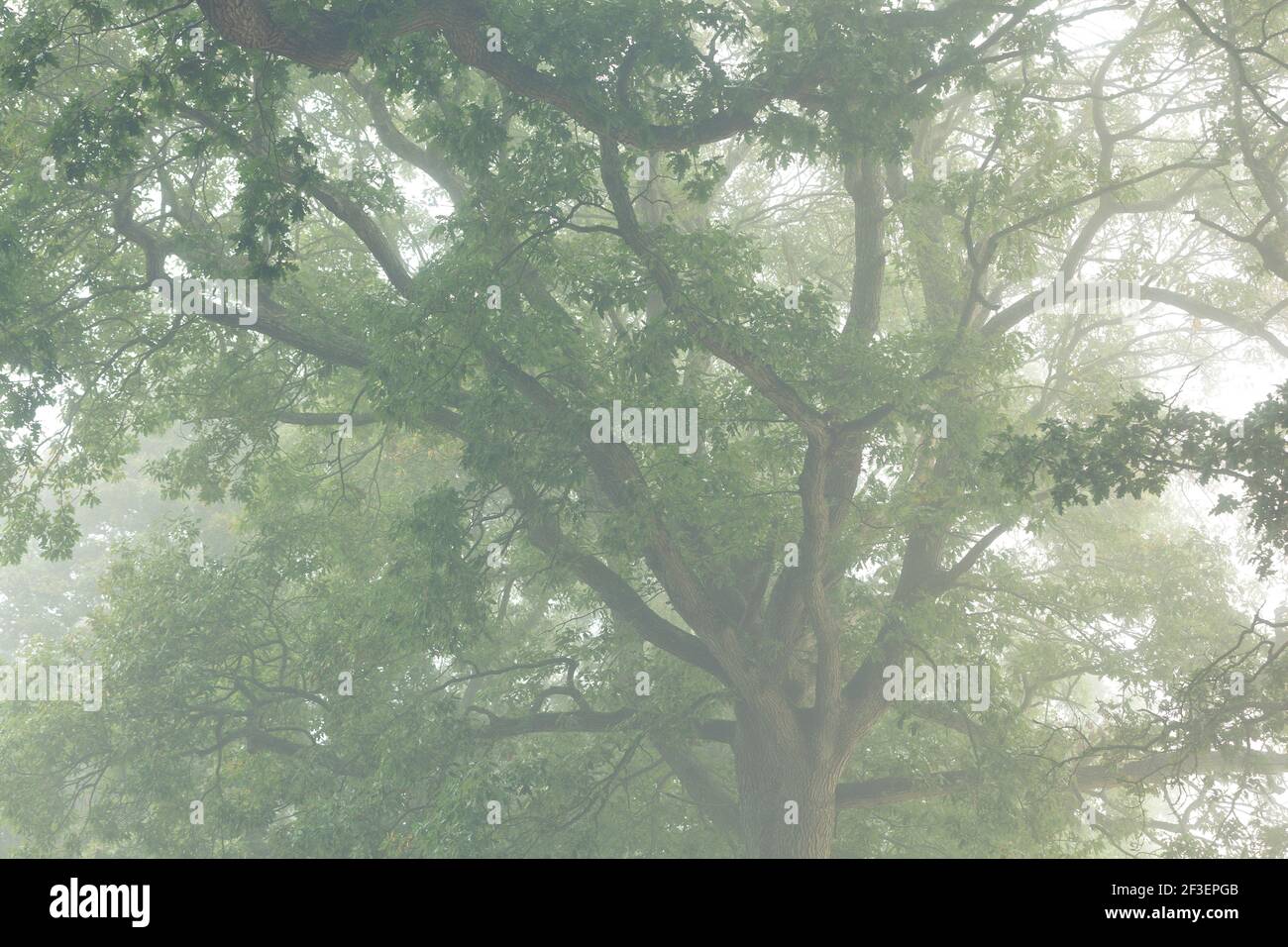 Baumkrone einer alten Eiche im Morgennebel auf einer Allee im Calvados, Normandie. Foto Stock