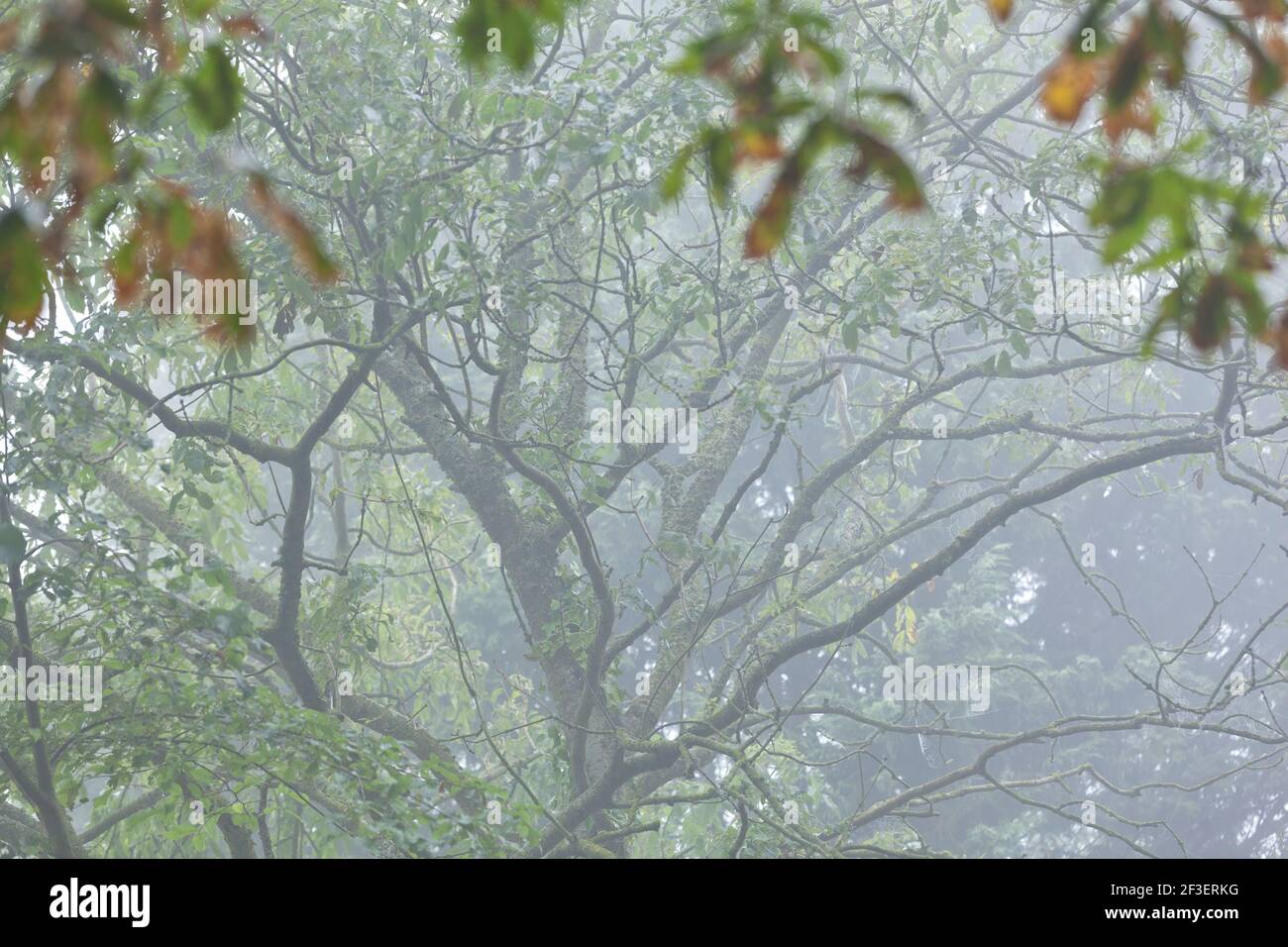 Tretop nella nebbia mattutina su un viale in Calvados, Normandia. Foto Stock