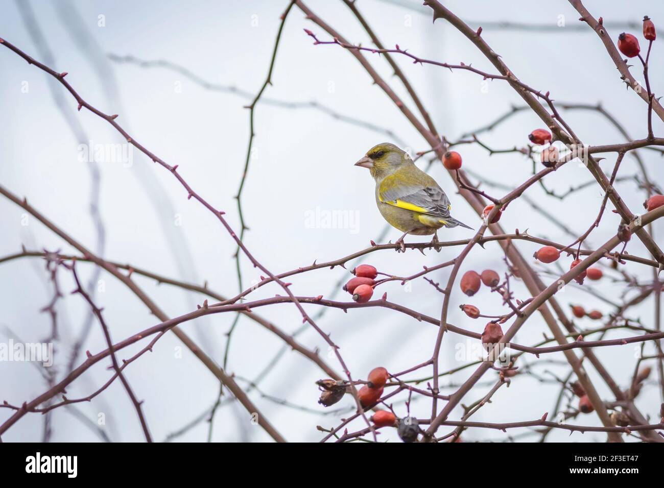 Il maschio di un verdino europeo che perching su cespuglio di rosa del cane con ramoscelli marroni e fianchi rossi. Cielo blu sullo sfondo. Foto Stock