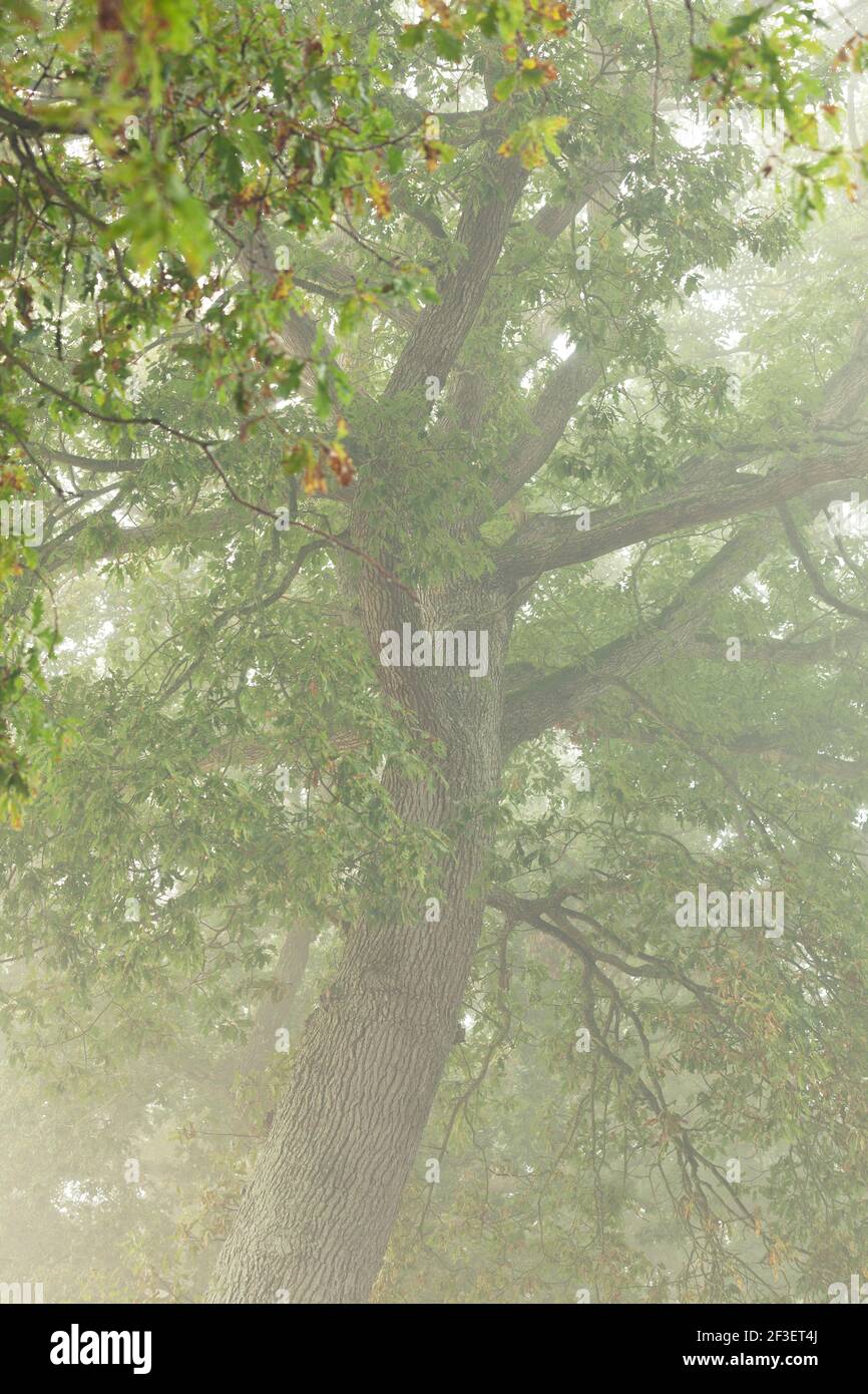Tretop di un vecchio albero di quercia nella nebbia mattutina su un viale in Calvados, Normandia. Foto Stock