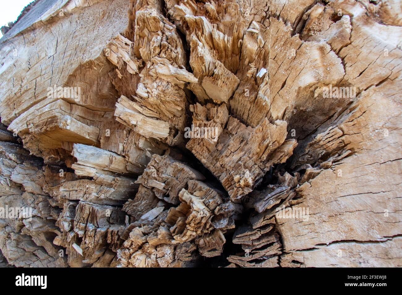 Ripresa macro di strutture in legno. Legno di fondo. Tessitura di legno. Decorazioni naturali creative. Foto Stock