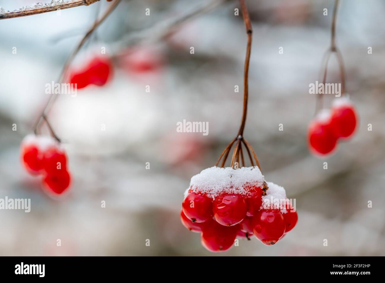 Mazzo di viburnum coperto di neve da vicino durante una nevicata, inverno. Primo piano della macro. Foto Stock