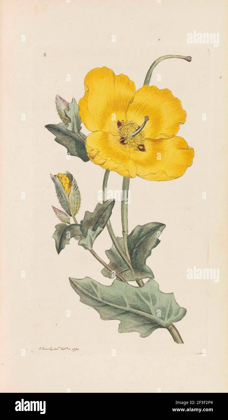 Inglese Botanica, 1790-1800. Collezione privata. Foto Stock