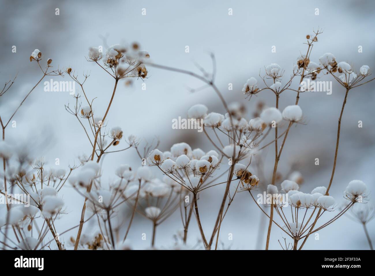 coperto di ombrello brina aneto contro il cielo blu, primo piano nella stagione invernale. sfocato sullo sfondo Foto Stock